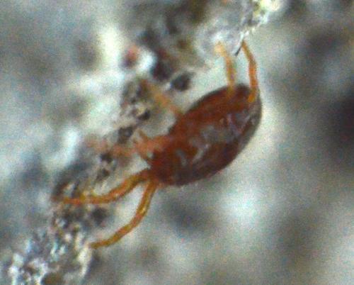 Saxidromus sp.