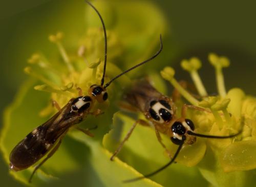 Réf. 302 913 : Pseudovipio sp.