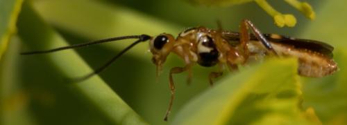 Réf. 302 914 : Pseudovipio sp.