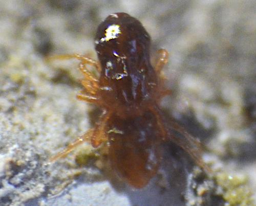 Saxidromus sp.