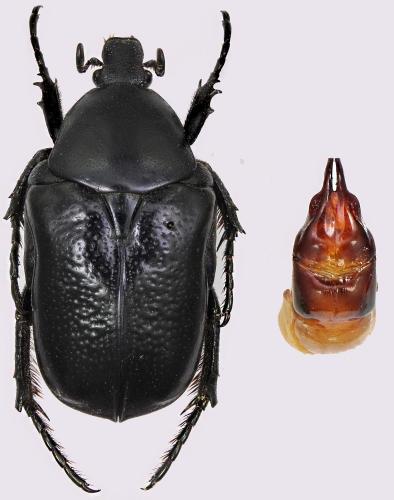 Aethiessa legrandi
