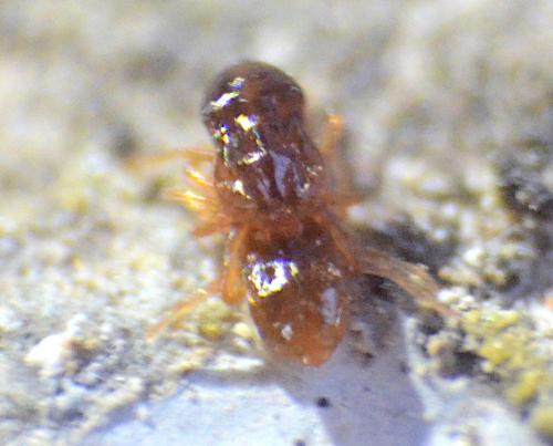 Saxidromus sp.