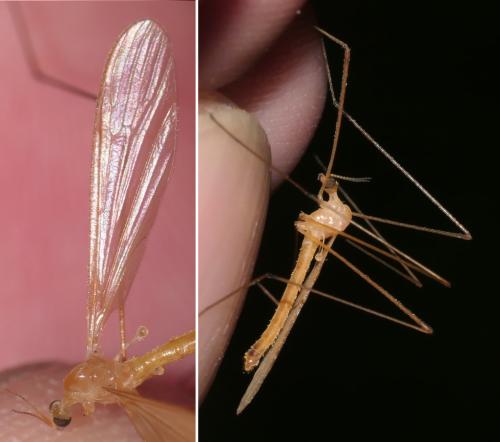 Lipsothrix remota