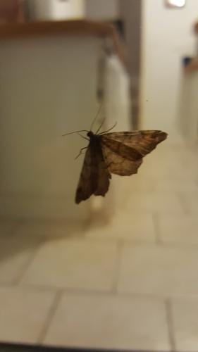Réf. 302 938 : Macaria liturata