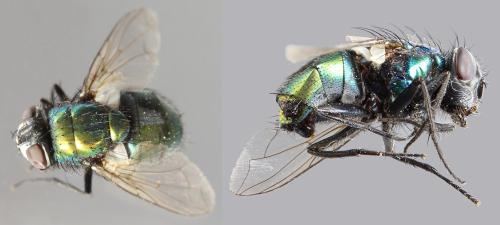 Lucilia sericata