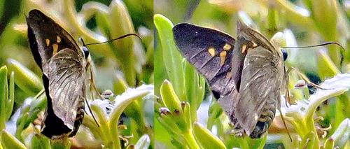 Badamia sp.