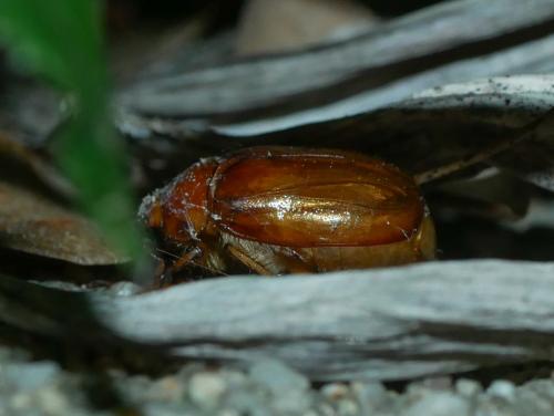 Melolonthinae