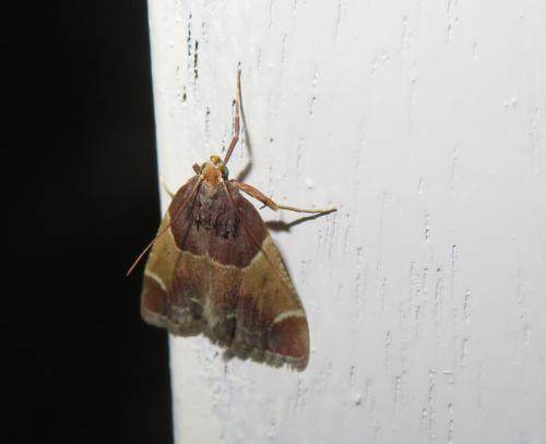 Réf. 302 362 : Pyralis farinalis
