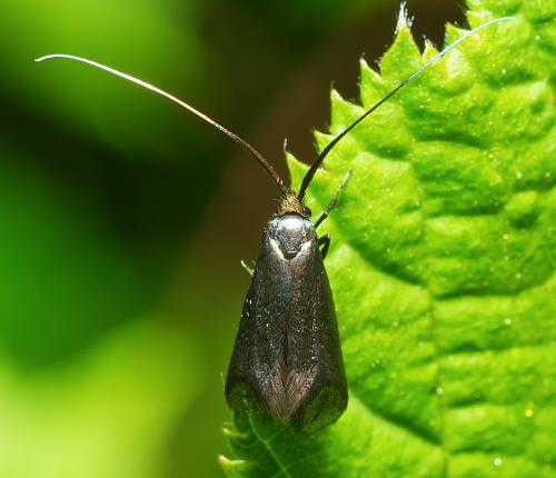 Réf. 302 195 : Adela reaumurella