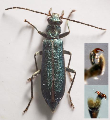 Ischnomera caerulea