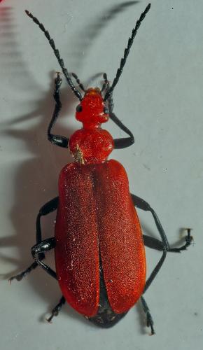 Réf. 302 307 : Pyrochroa serraticornis