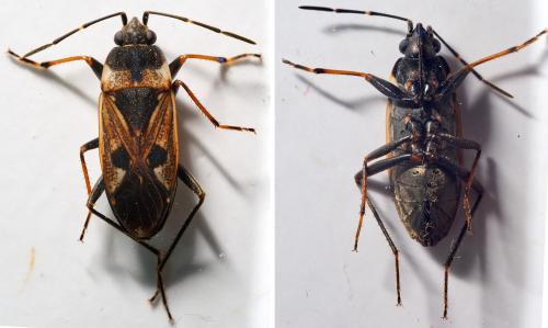 Réf. 302 255 : Rhyparochromus vulgaris