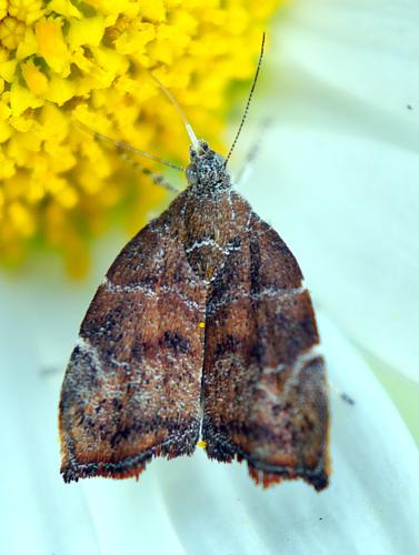 Réf. 302 775 : Choreutis nemorana