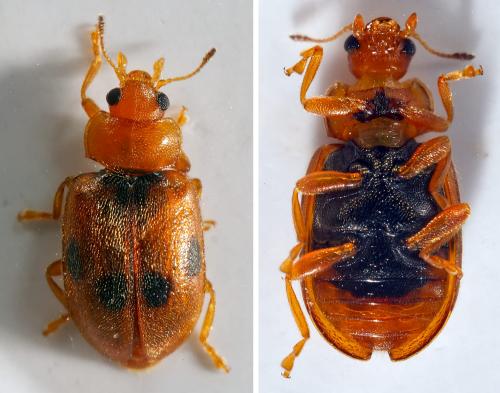 Coccidula scutellata