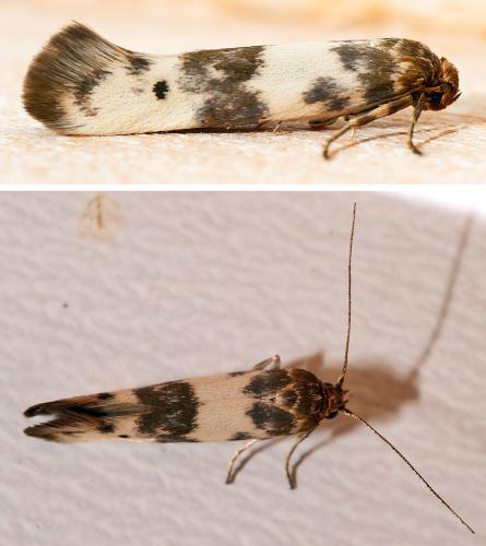 Réf. 302 779 : Enolmis acanthella