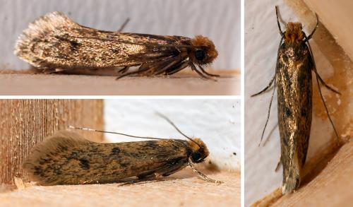 Réf. 302 995 : Tinea sp.
