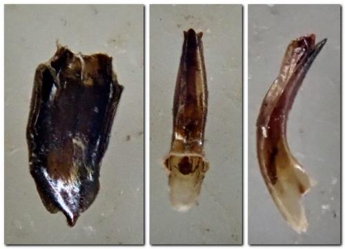 Réf. 302 940 : Plateumaris sp.