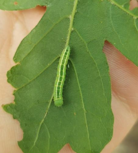 Réf. 302 533 : Ptilophora plumigera