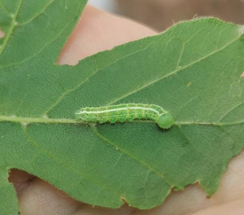Réf. 302 534 : Ptilophora plumigera