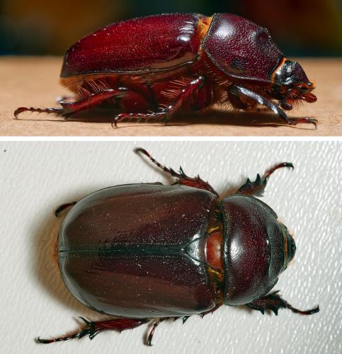 Réf. 302 166 : Oryctes nasicornis