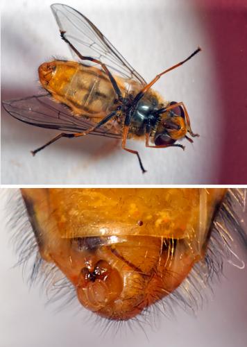 Réf. 302 669 : Syrphus torvus