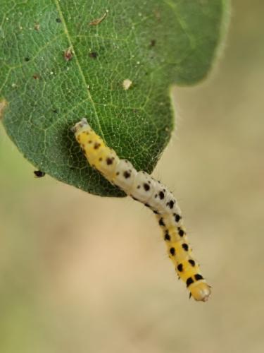 Yponomeuta plumbella