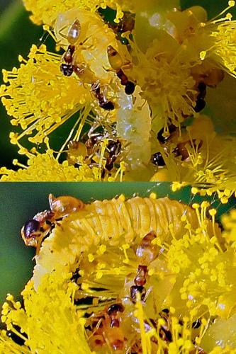 Réf. 302 678 : Nacaduba biocellata