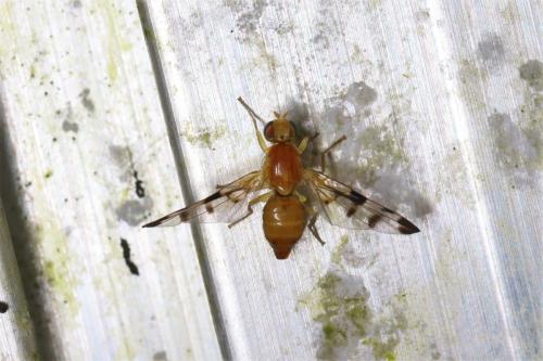 Trypeta sp.