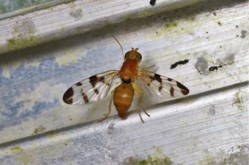 Trypeta sp.