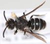 302222 – Photo : Arthropa - Benoit Martha – France (71)