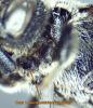 302227 – Photo : Arthropa - Benoit Martha – France (71)