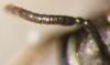 302835 – Photo : Siruk – France (45)