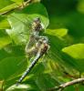 302133 – Photo : Pierre SENGEZ – France (60)