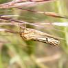302748 – Photo : Philippe Fourtier – France (06)