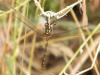 302981 – Photo : Philippe Fourtier – France (06)