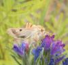 302996 – Photo : Philippe Fourtier – France (06)