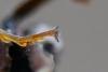 302570 – Photo : Catherine Delecourt – France (61)