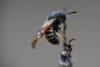 302568 – Photo : Catherine Delecourt – France (61)
