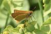 302443 – Photo : Michel Mathieu – France (34)