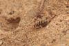 302300 – Photo : Gerard VIGO – Maroc