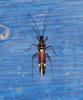 302566 – Photo : alain Roujas – France (31)