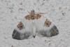 302930 – Photo : alain Roujas – France (31)