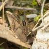 302518 – Photo : Raphaël Grellety – France (34)