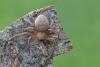 302918 – Photo : Marc Solari – France (68)