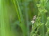 302444 – Photo : Franck Buron – France (38)