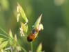 302965 – Photo : Franck Buron – France (38)