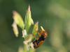 302963 – Photo : Franck Buron – France (38)