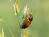 302964 – Photo : Franck Buron – France (38)