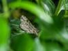 302817 – Photo : BourrinOman – France (12)