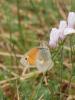 302936 – Photo : BourrinOman – France (48)